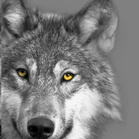 Wolf                           Lining