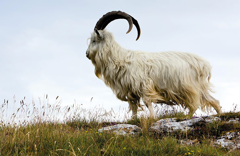 Cashmere Goat Hair Fabric - Holland & Sherry Cloth