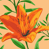 Melon Tiger Lily Lining