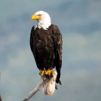 Eagles Lining