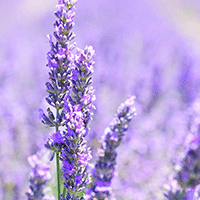 Lavender Fields Lining