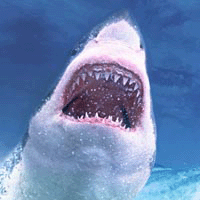 Shark Lining