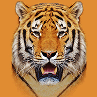 Tiger Lining